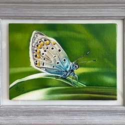 Endlich ein Schmetterling! I